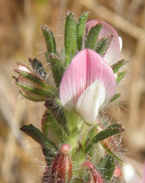 Sicilia : Ononis reclinata / Ononide reclinata